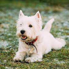 Westie puppies westies washing machine waiting home appliances wood house appliances woodwind instrument timber wood. West Highland White Terrier Pdsa
