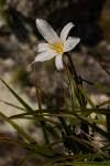 Image result for Xerophyta eylesii