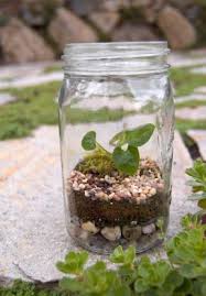 Making A Terrarium A Fun Summer Project How To Make Terrariums Mason Jar Terrarium Beautiful Terrariums