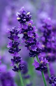 Lavender Lavanda Lavanda Flores Em Vida E Flores Roxas