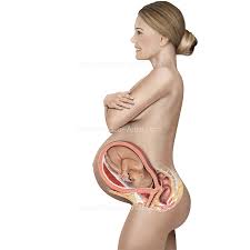 Female doctor making ultra sound of internal organs of young caucasian woman doctor moving ultrasound transducer on african man's belly in hospital. Pregnancy Illustrations Visualisations Of The Human Gestation Period