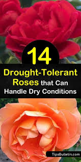 We did not find results for: 14 Drought Tolerant Roses That Can Handle Dry Conditions