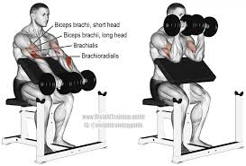 Bicep Workout With Dumbbell Preacher Curl Pazi Egzersiz Biseps Kol Egzersizleri