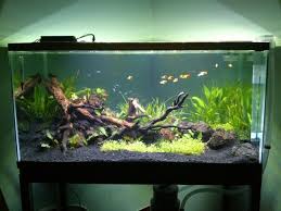 Zzzzzz Zzzzzz In 2020 Freshwater Aquarium Plants Fish Aquarium Decorations Betta Fish Tank