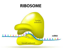 I would expect an mrna vaccine to be much less dangerous than traditional delivery methods, but i don't know if that's just because it hasn't been tested enough to even determine what the dangers. Ready Made Deisgns For Protein Synthesis
