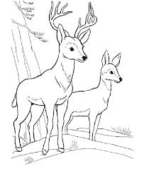 Browse your favorite printable deer coloring pages category to color and print and make your step 2: Coloring Pages Deer Coloring Pages