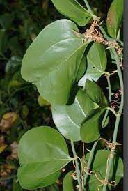 As nouns the difference between vine and greenbrier. Greenbriar Vine