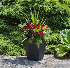 Dipladenia demands excellent drainage in containers or in the ground. Rio Dipladenias Red Blooms With Sprengerii Fern And Spike Accents Black Pot Available In Red Pink And W Flower Pots Outdoor Patio Flowers Garden Containers