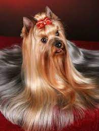 Lady Yorkie Yorkshire Terrier Puppies Yorkie Haircuts Yorkshire Terrier Dog