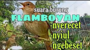 Download lagu suara burung plamboyan betina mp3 gratis 320kbps (3.88 mb). Flamboyan Nyiul Nyuling Youtube