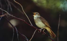 Deutsche Wildtier Stiftung Die Vogeluhr