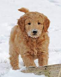 Goldendoodle Puppies Goldendoodle Puppy Goldendoodle Pretty Dogs
