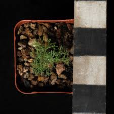 Image result for Lycopodiella sarcocaulon