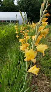 Image result for Gladiolus bellus