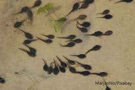 Maybe you would like to learn more about one of these? Tadpole Word Of The Day Evs Translations
