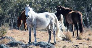 Browse the user profile and get inspired. All About The Brumby Australia S Controversial Feral Horse