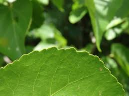 Image result for Eriolaena rulkensii