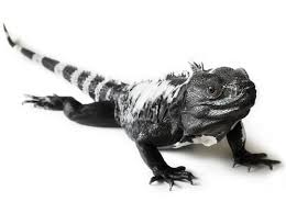 Arizona Lizard Black And White Tail Spiny Tailed Iguana For Sale Iguana For Sale Iguana Lizards For Sale