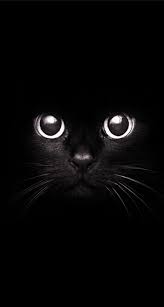 Find and download the best cute cat wallpapers for mobile. Cat Phone Wallpapers Top Free Cat Phone Backgrounds Wallpaperaccess