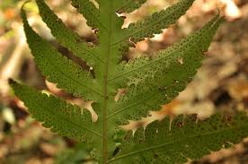 Image result for Tectariaceae