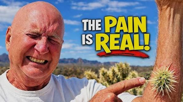 Why Does This Cactus ATTACK People? The "JUMPING Cholla"?