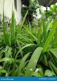 Image result for Curculigo