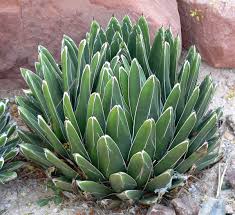 Agave victoriae reginae