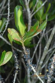 Image result for Myrsine