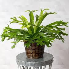 Birds Nest Fern Cats Bird S Nest Fern Crissie Bird Nest Fern Urban Garden Design Ferns