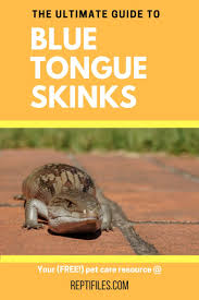 You could draw a barn, hay, and even other animals. Everything You Need To Know About Caring For A Pet Blue Tongue Skink Blue Tongue Skink Pets Pet Care