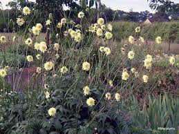 Image result for Cephalaria