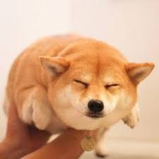  60 Ide Doge Lucu Gambar Anjing