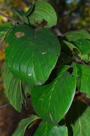 Image result for Berchemia discolor