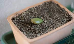 This mix is suitable whether you're growing succulents & cacti indoors in pots or outdoors in pots. Cactus Soil Everything You Need To Know Epic Gardening