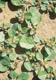 Image result for Alternanthera pungens