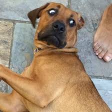 She doesn't act strangely, she eats normally and drinks water about the same as before. 11 Things Your Dog Can Smell That You Can T Barkpost