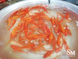 Cá chép koi f1 vàng nguyên khối. Ca Chep Vang Ä'á»• Bá»™ Cac Chá»£ Ngay Ong Cong Ong Tao