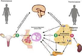 The suddenness of surgical menopause can cause intense symptoms for younger premenopausal women. Different Mechanisms Of Estrogen Dependence For Hormone Related Breast Download Scientific Diagram