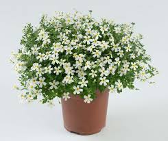 Image result for Jamesbrittenia