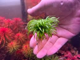 Image result for Syngonanthus