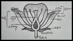 Check spelling or type a new query. How To Draw Longitudinal Section Of Flower How To Draw Flower Diagram Step By Step Youtube