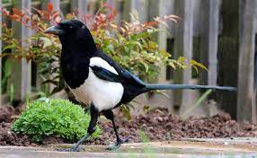 Et parfois on aime tellement qu'on aime dans toutes les langues… c'est pour cela que le site des hiboux vous propose deux dictionnaires de prénoms. La Pie Bavarde L Oiseau Noir Et Blanc Bavard Et Chapardeur