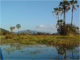 Image result for Solanecio cydoniifolius