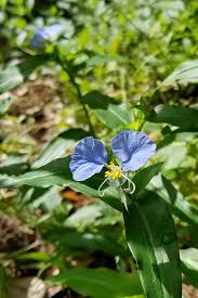 Image result for Commelina kotschyi