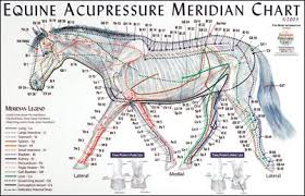 Equine Acupressure Meridian Chart Random Horses