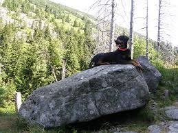 Image result for sedmihradský honič