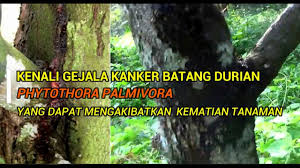 Secara amnya, buah durian mempunyai saiz. Kenali Gejala Penyakit K4nker Batang Pada Durian Dan Cara Penanganan Youtube