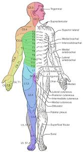 13 6 Testing The Spinal Nerves Sensory And Motor Exams