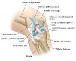 Check spelling or type a new query. Posterior Cruciate Ligament Pcl Injuries Pogo Physio Gold Coast