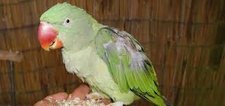 We did not find results for: What Do Parakeets Eat Exoticdirect